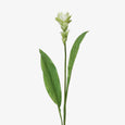 Artificial Ginger Flower Spray 84cm Front View