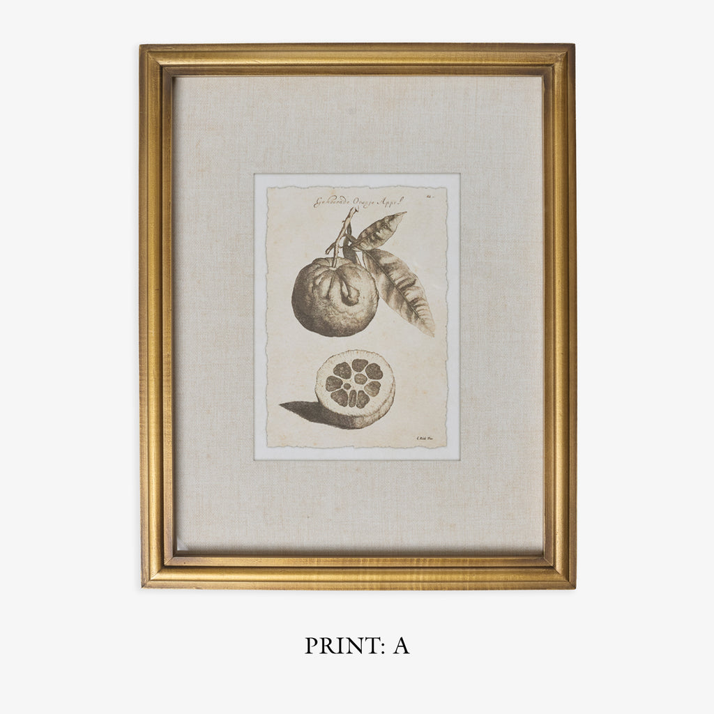 Lemons In Gold Frame (Print A) TItle