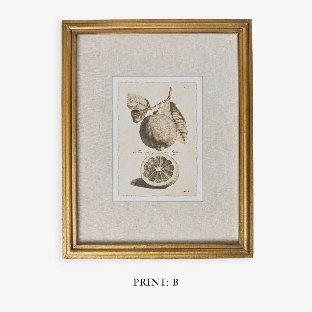 Lemons In Gold Frame (Print B) Title