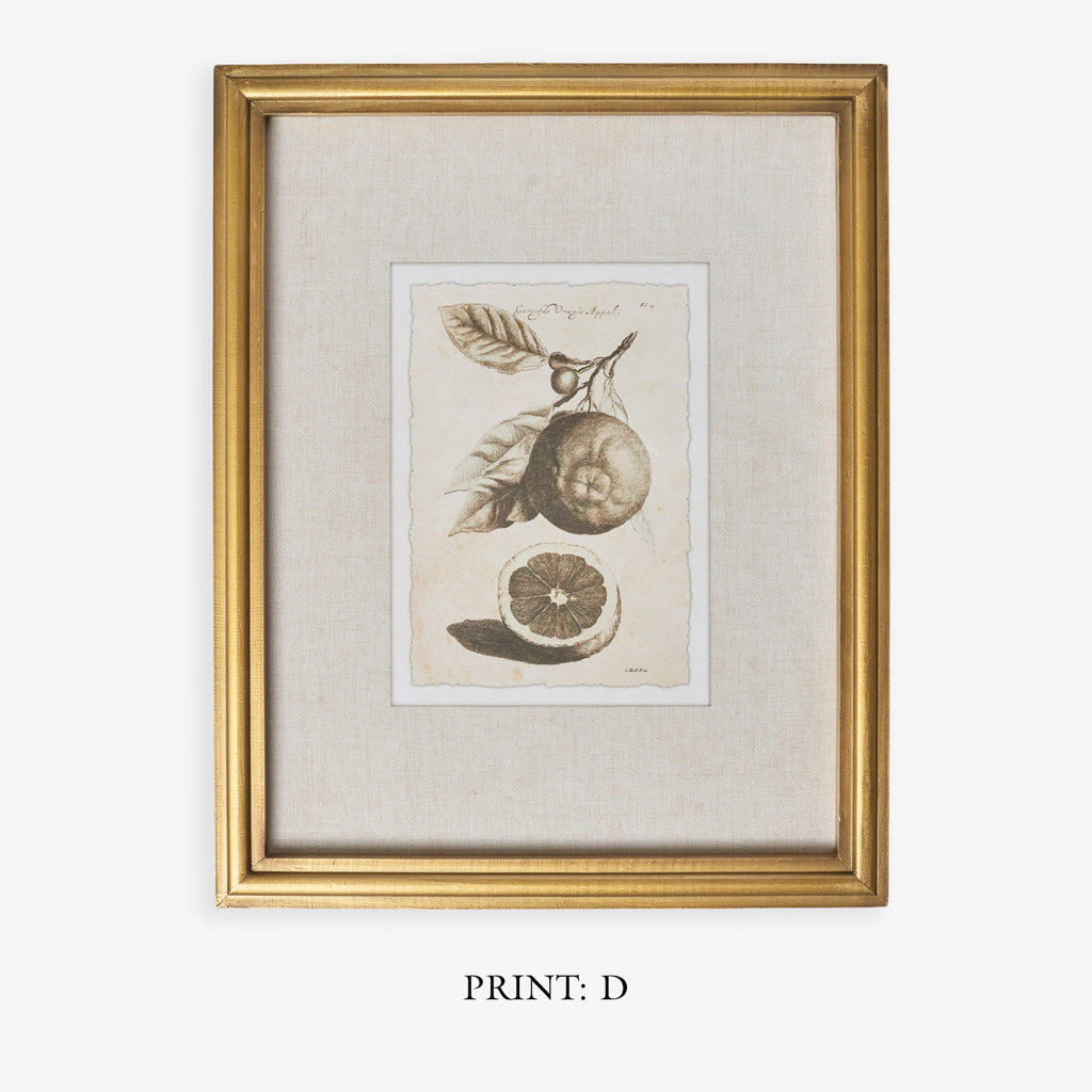 Lemons In Gold Frame (Print D) TItle