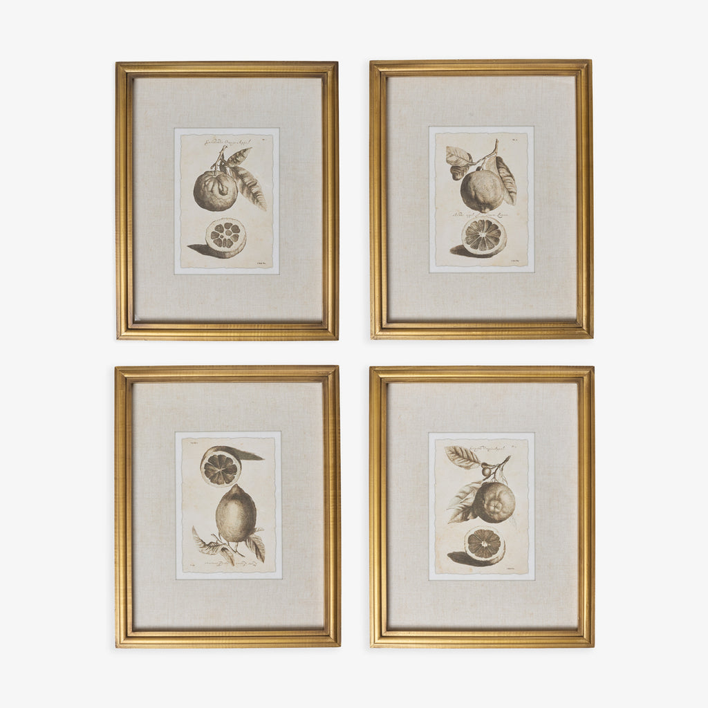 Lemons In Gold Frame (Print D) Group Shot