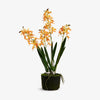 Artificial Mini Orchid Four Spray 53cm (Apricot) Front View