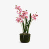 Artificial Mini Orchid Four Spray 48cm (Pink) Front View