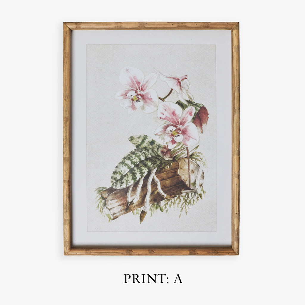 Moth Orchid In Bamboo Frame (Print A) Title