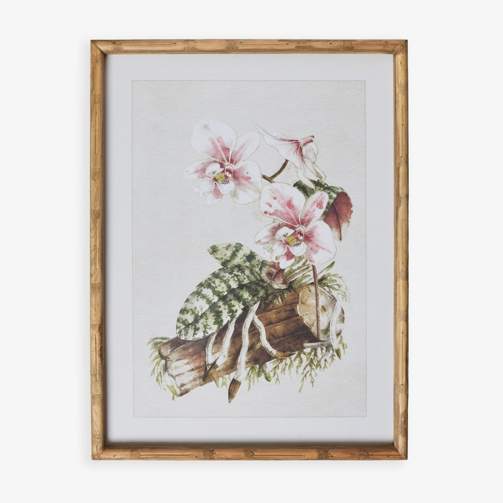 Moth Orchid In Bamboo Frame (Print A) Front View
