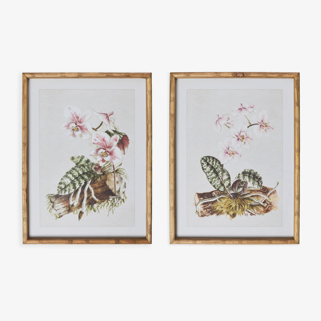 Moth Orchid In Bamboo Frame (Print B) Group Shot