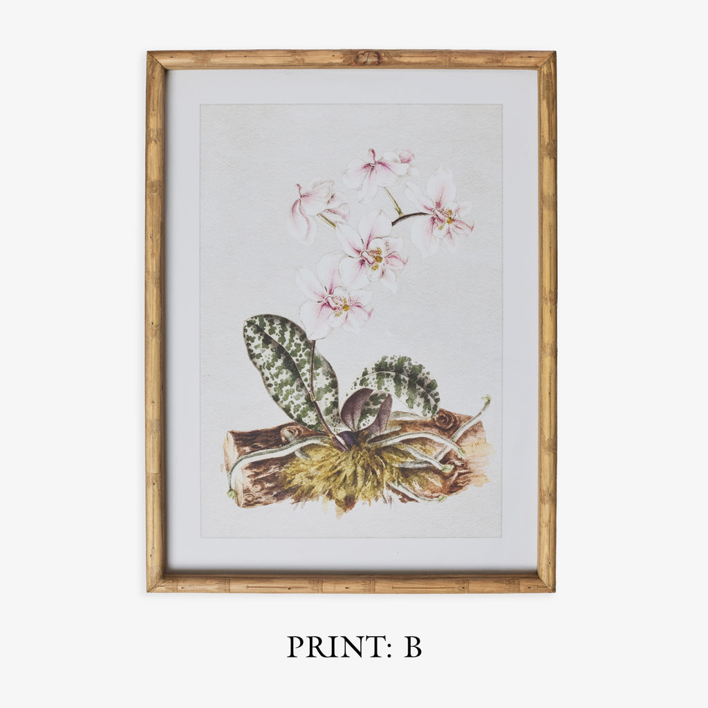 Moth Orchid In Bamboo Frame (Print B) Title