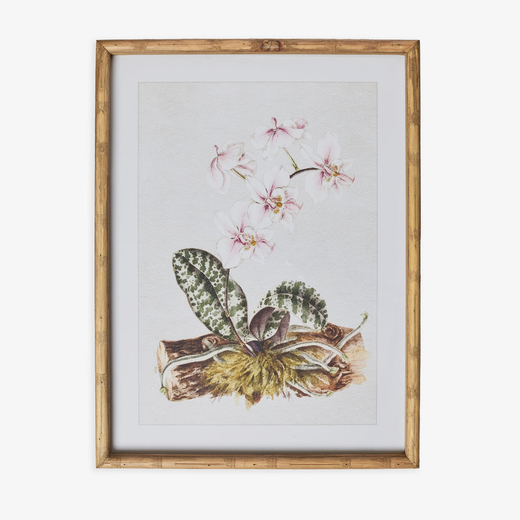 Moth Orchid In Bamboo Frame (Print B) Front View