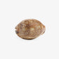 Shell Drawer Knob (Brown) Front View