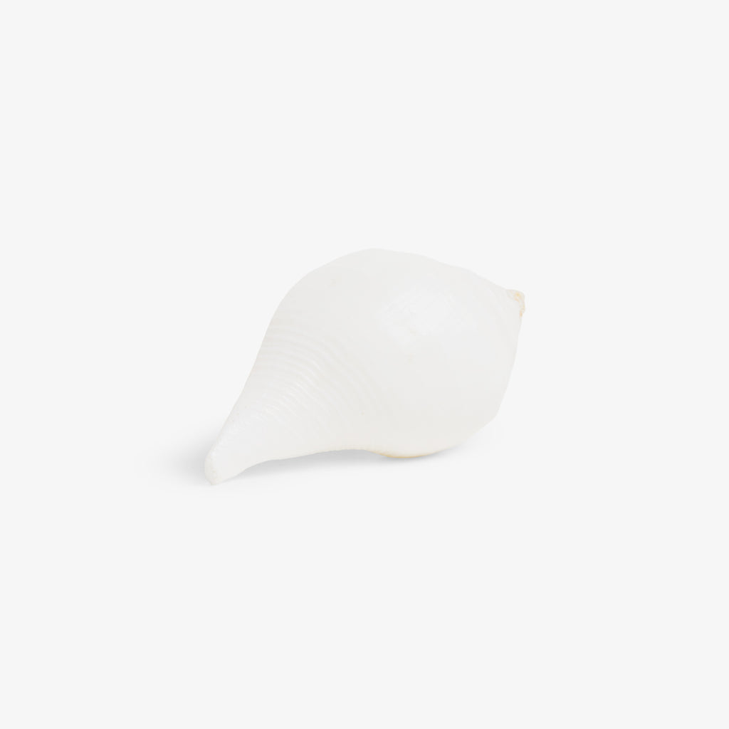 Shell Drawer Knob (Natural) Front View
