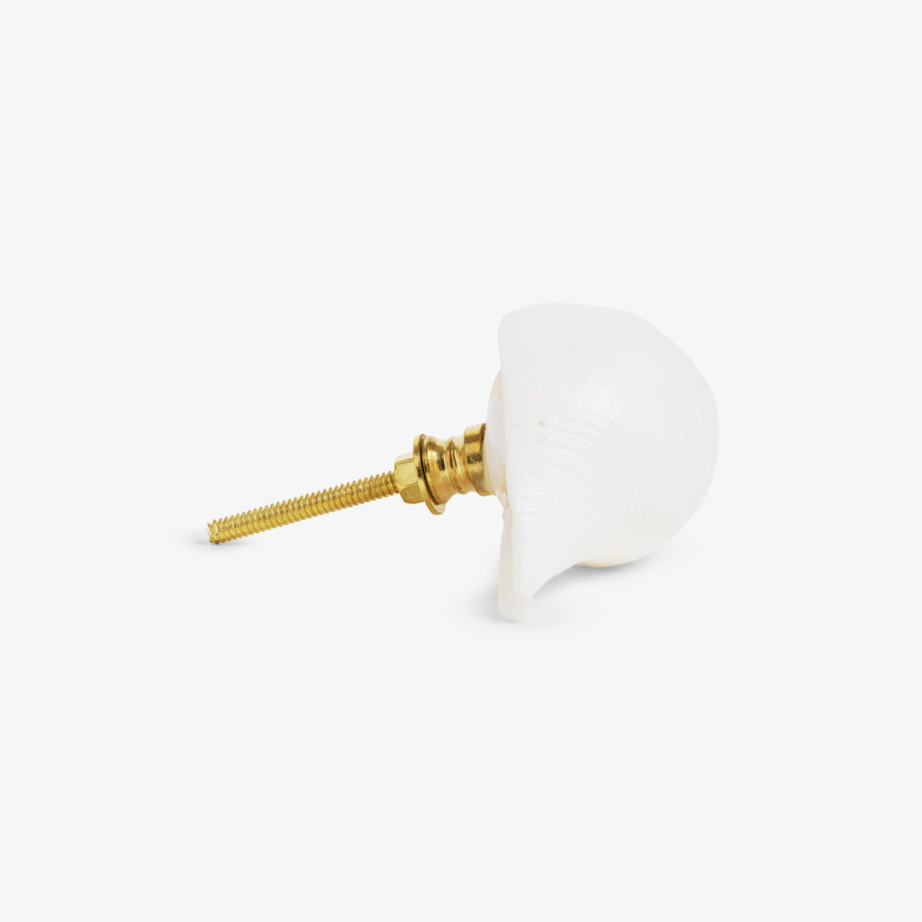 Shell Drawer Knob (Natural) Side View