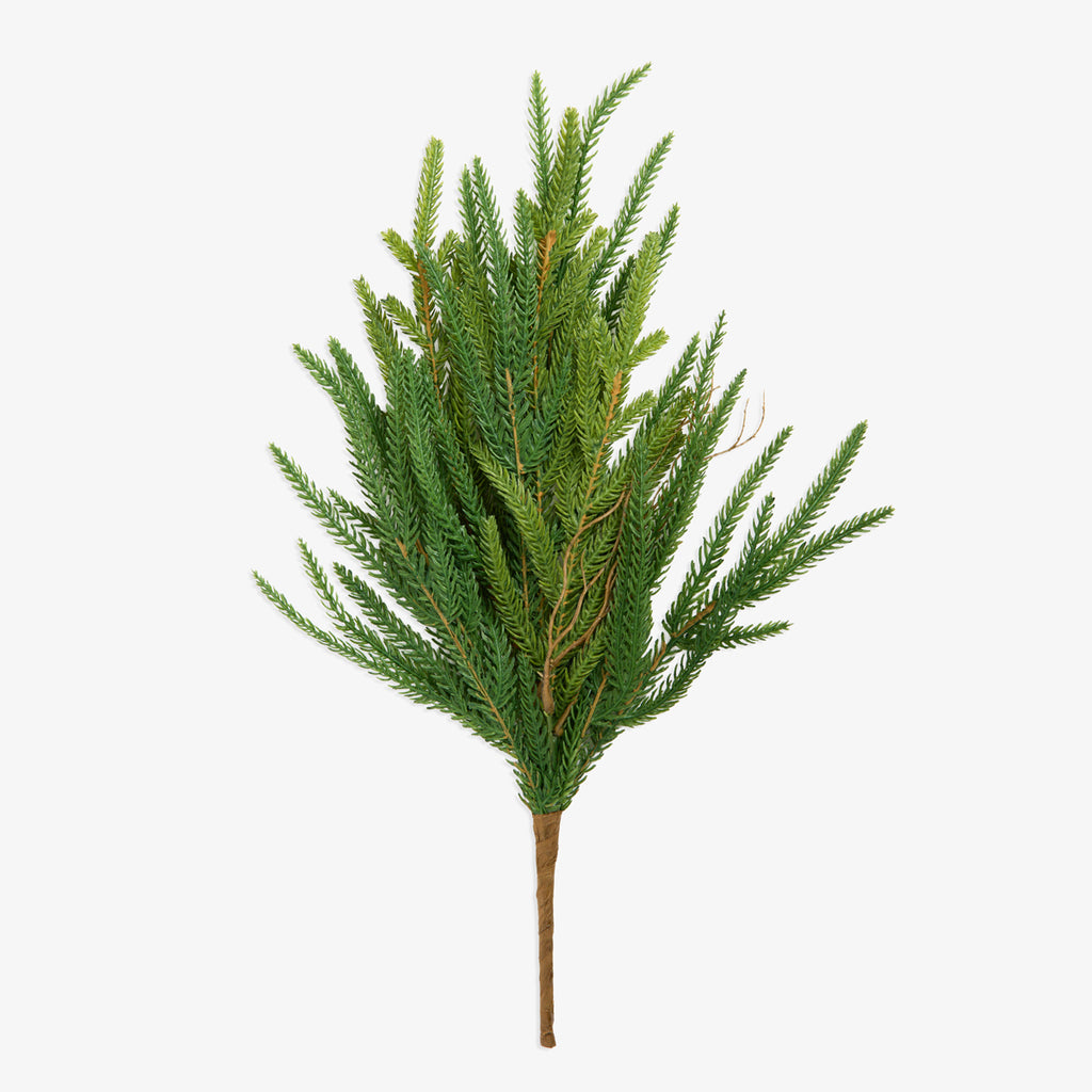Norfolk Pine Pick 45cm Front View