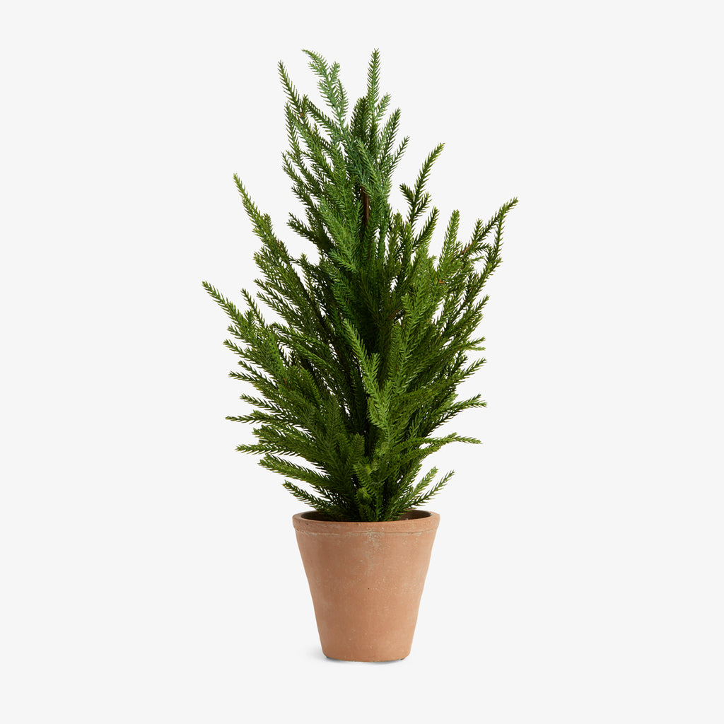 Norfolk Pine Tree with Pot 64cm Front View