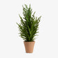 Norfolk Pine Tree with Pot 64cm Front View