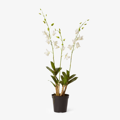 Artificial Dendrobidium Orchid (White, 89cm) Front