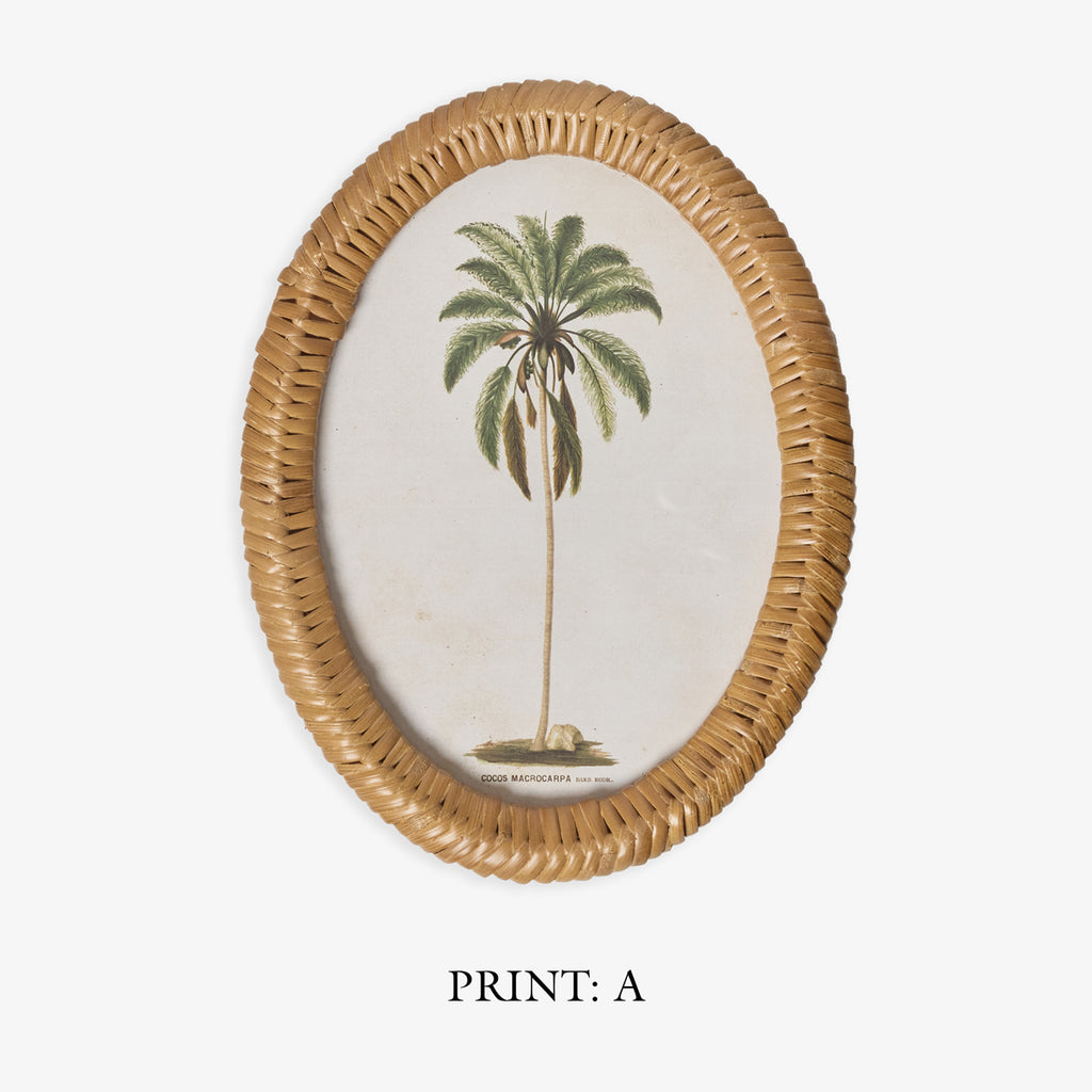 Palm Tree In Oval Rattan Frame (Print A) Title