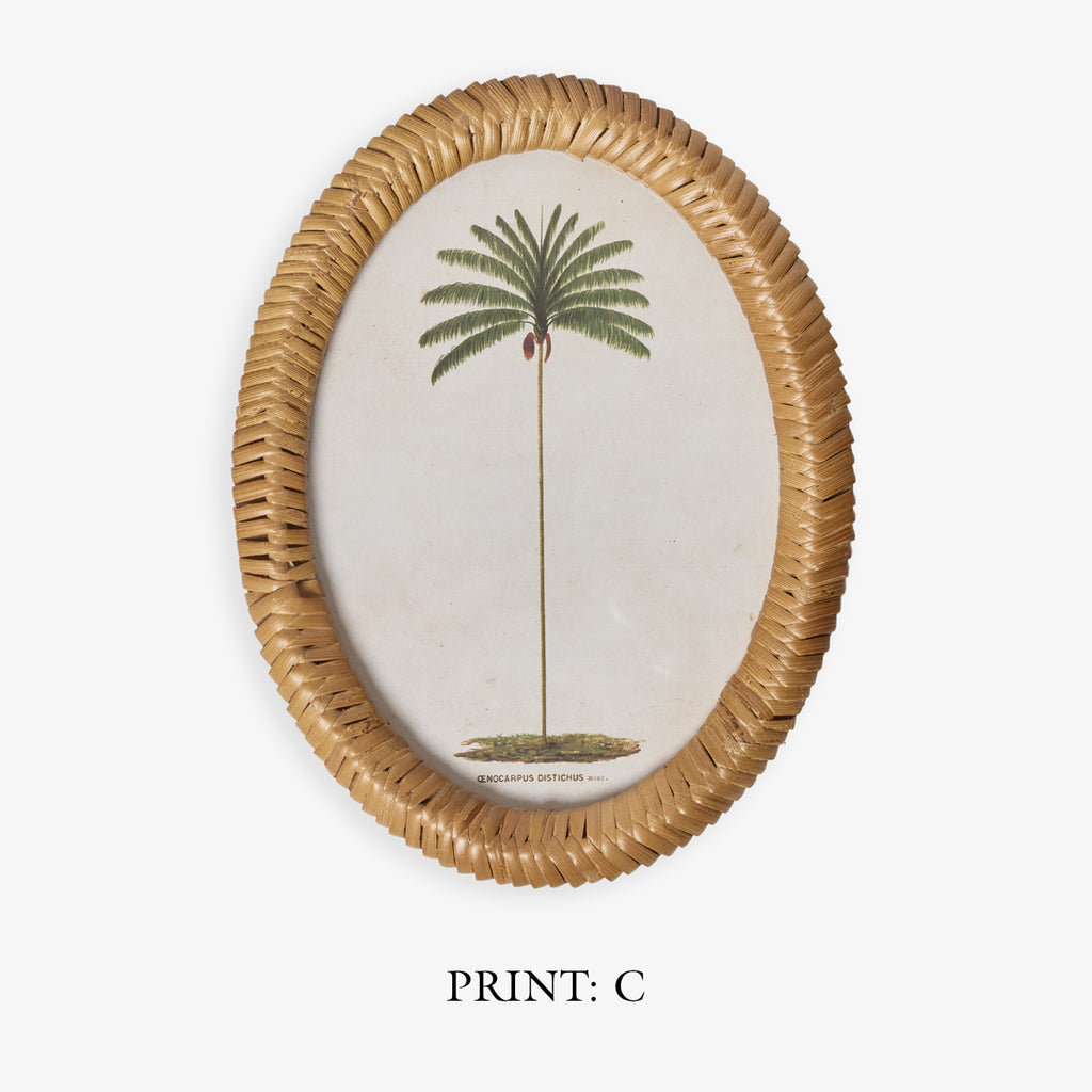 Palm Tree In Oval Rattan Frame (Print C) Title