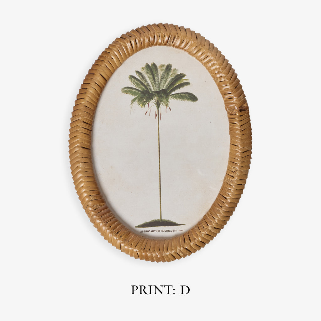 Palm Tree In Oval Rattan Frame (Print D) Title