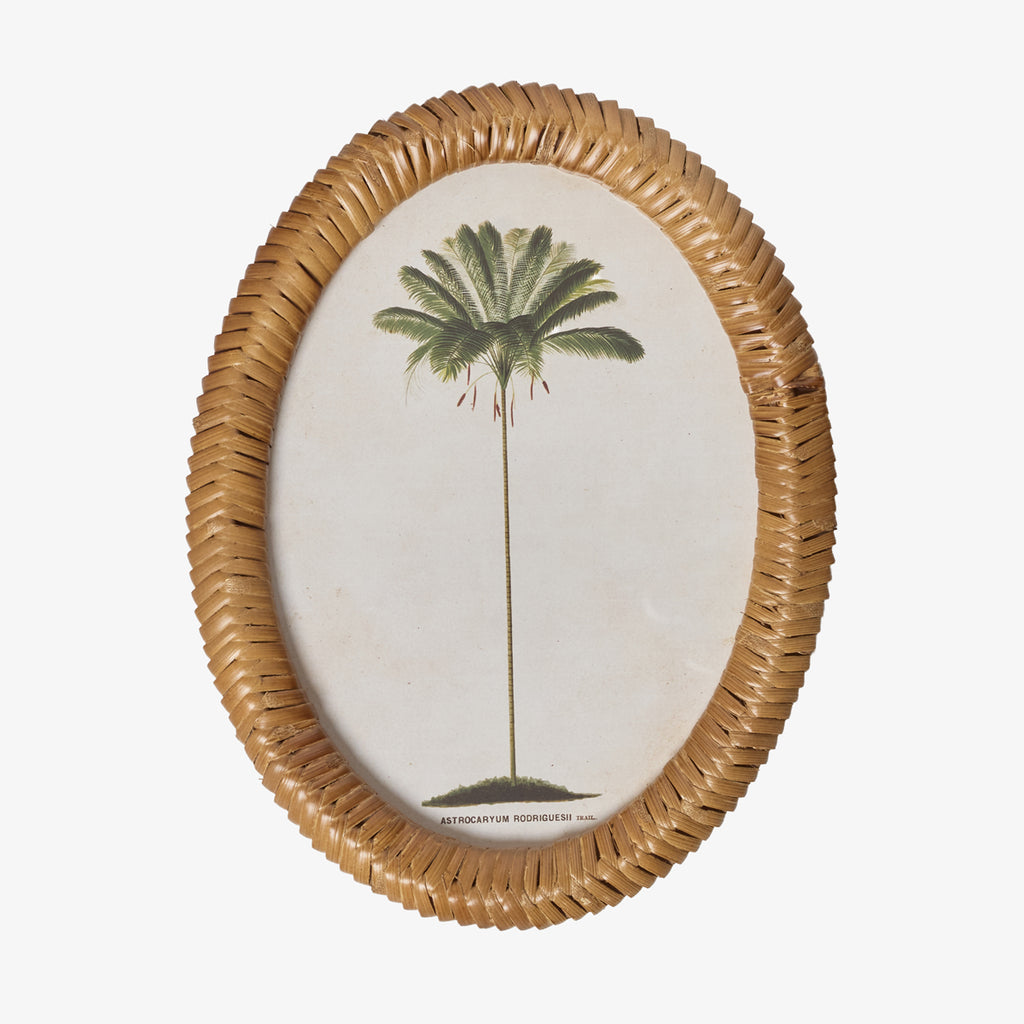 Palm Tree In Oval Rattan Frame (Print D) Front View