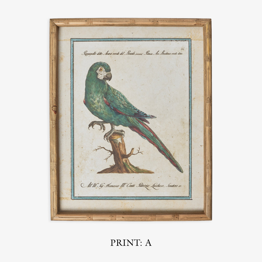 Parrot In Bamboo Frame (Print A) Title