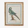Parrot In Bamboo Frame (Print A) Front View