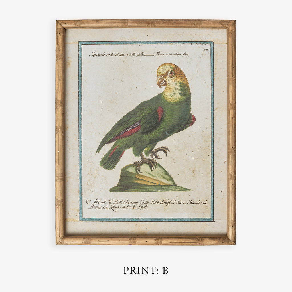 Parrot In Bamboo Frame (Print B) Title