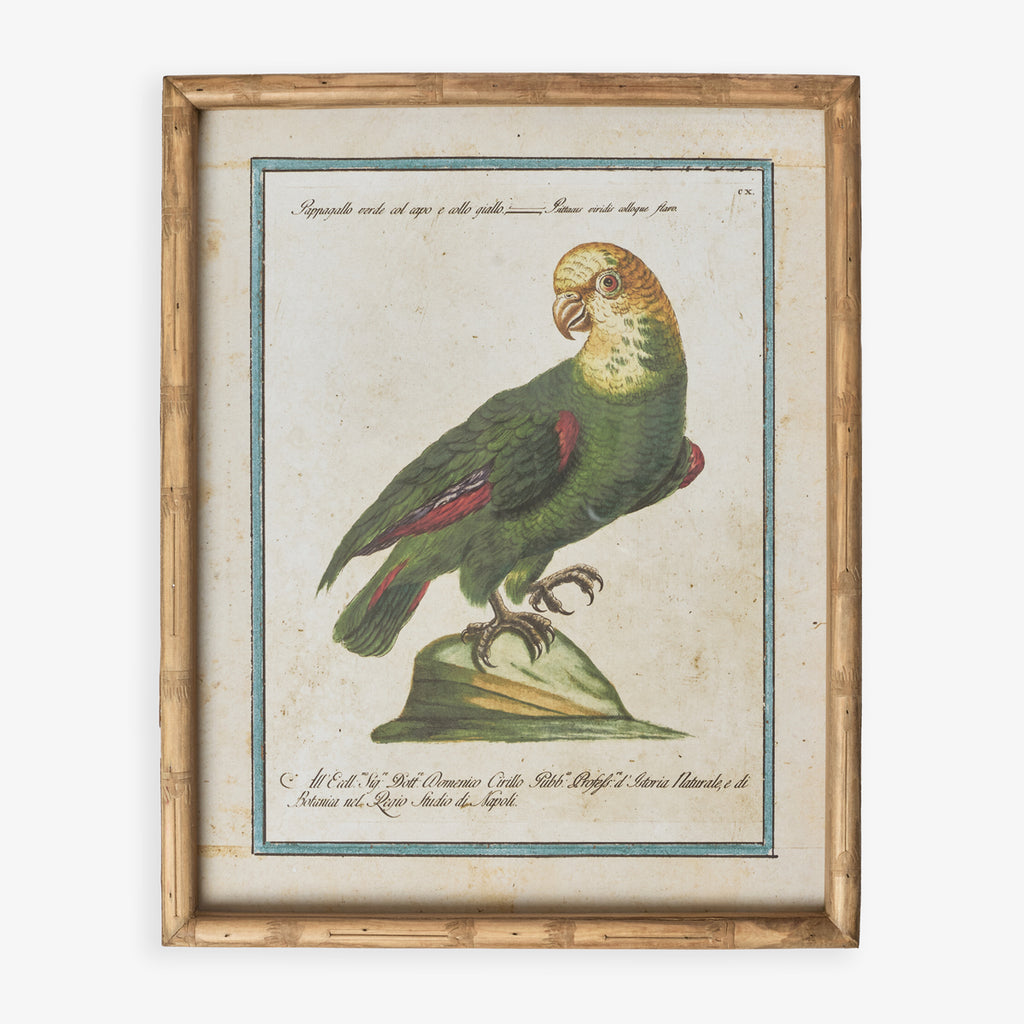Parrot In Bamboo Frame (Print B) Front View