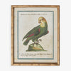 Parrot In Bamboo Frame (Print B) Front View