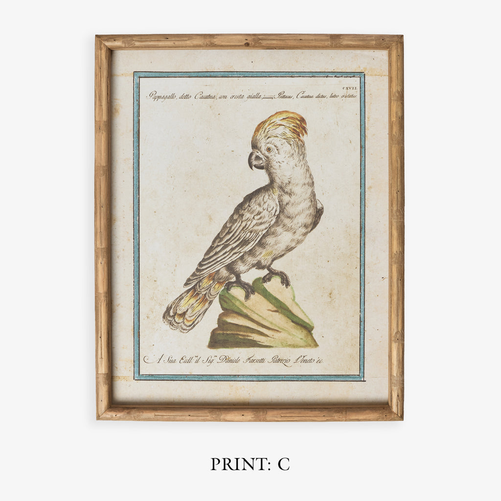 Parrot In Bamboo Frame (Print C) Title