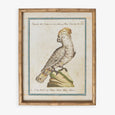 Parrot In Bamboo Frame (Print C) Front View
