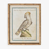 Parrot In Bamboo Frame (Print C) Front View