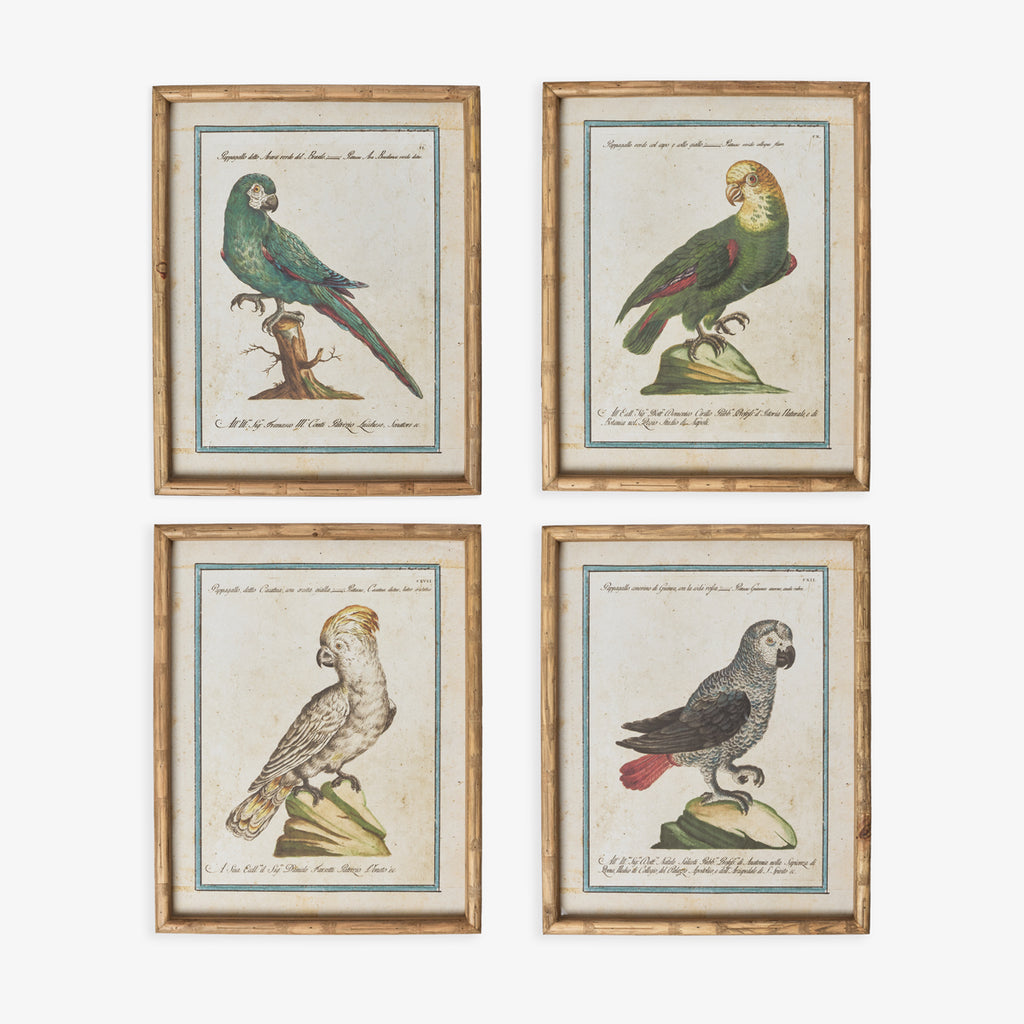 Parrot In Bamboo Frame (Print D) Group Shot