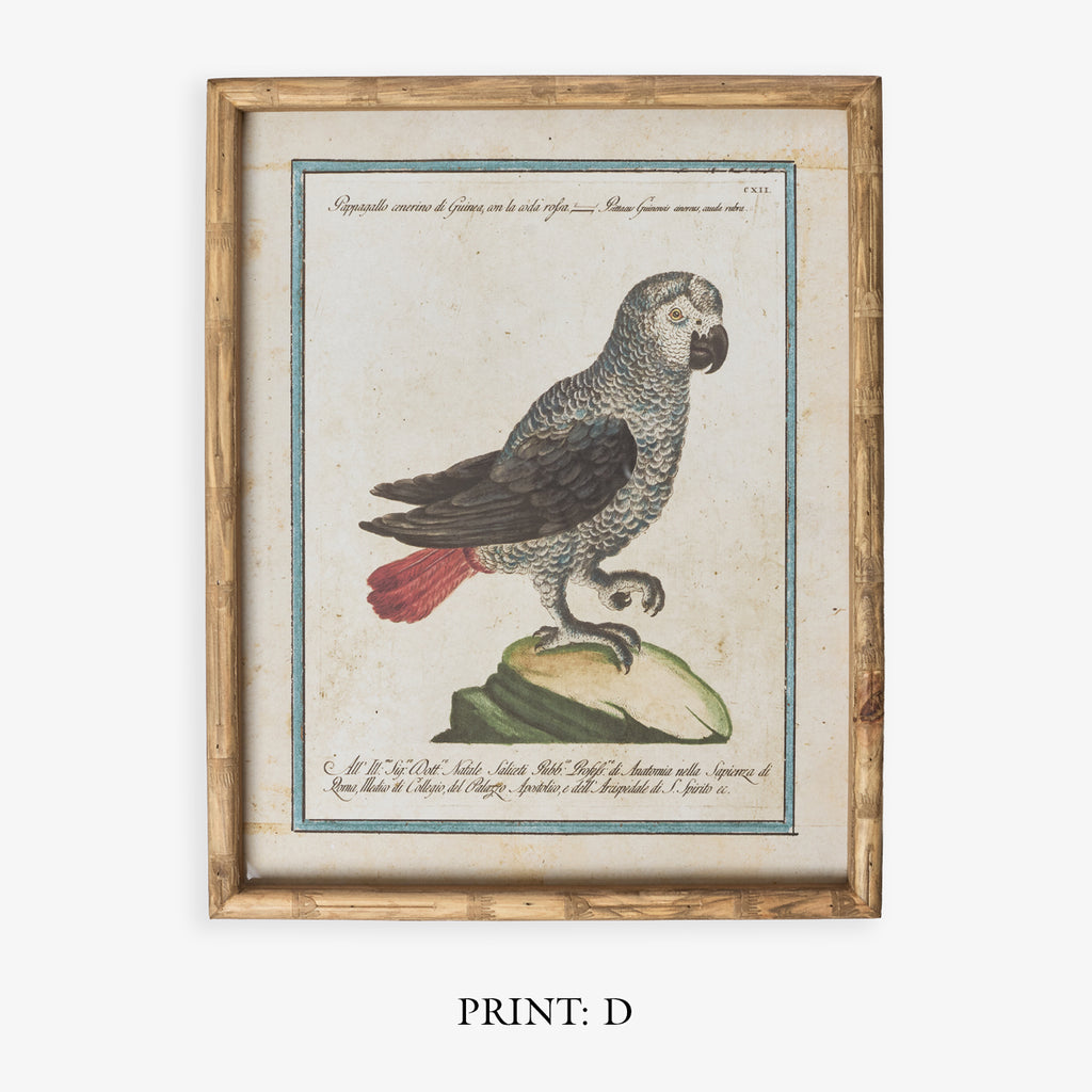 Parrot In Bamboo Frame (Print D) Title
