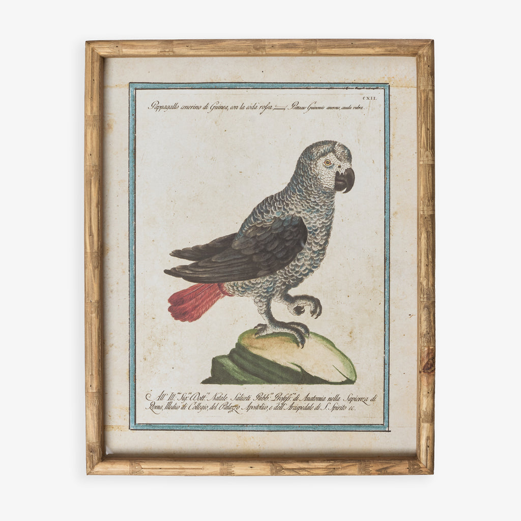 Parrot In Bamboo Frame (Print D) Front View