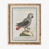 Parrot In Bamboo Frame (Print D) Front View