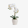 Artificial Orchid Two Spray 53cm Front View