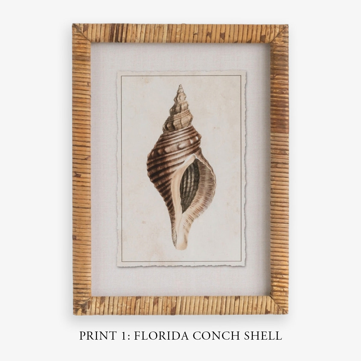 Shell Print in Woven Rattan Frame Dark Tulip Shell | Artwork