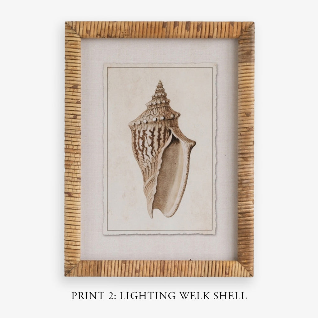 Shell Print in Woven Rattan Frame Dark Tulip Shell | Artwork