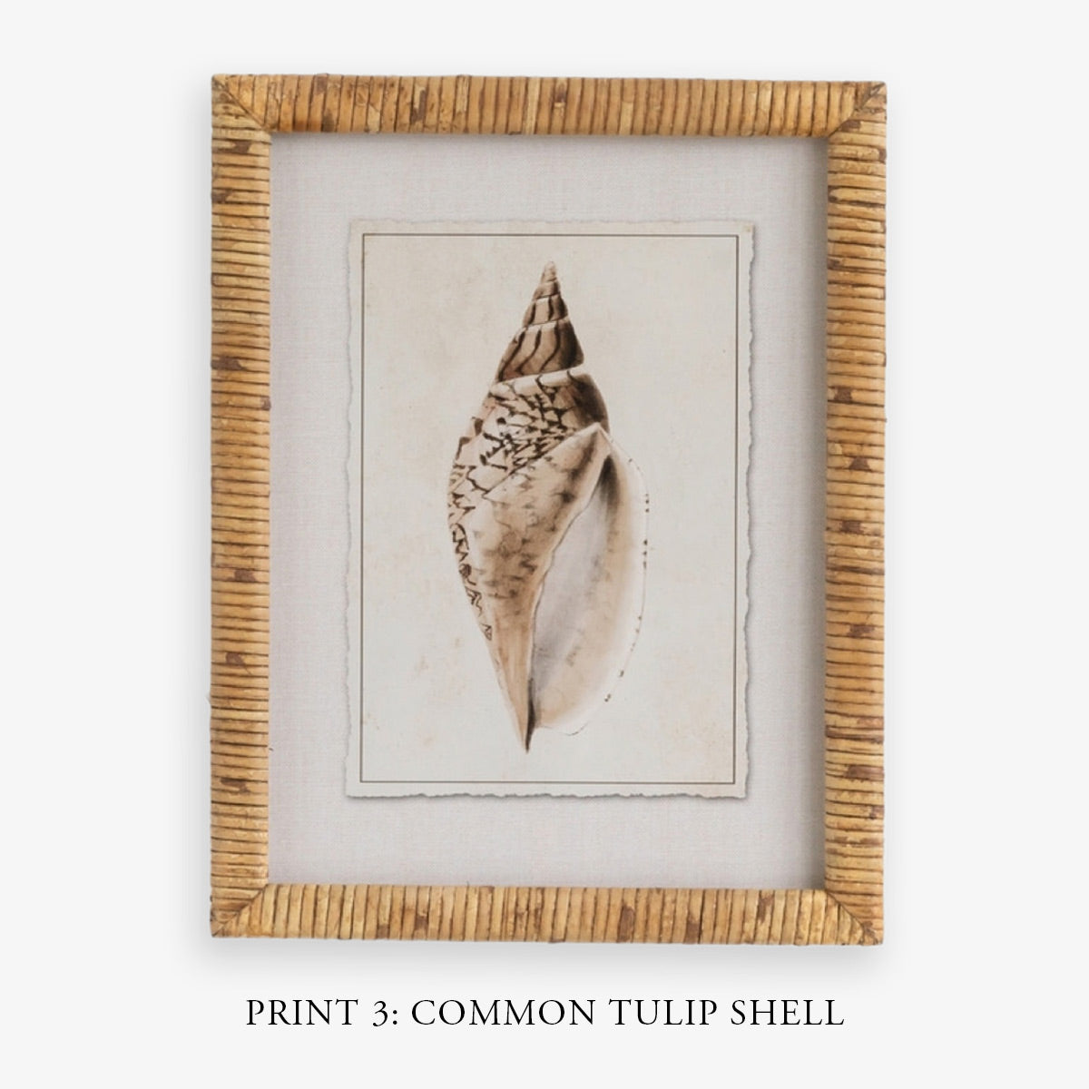 Shell Print in Woven Rattan Frame Dark Tulip Shell | Artwork