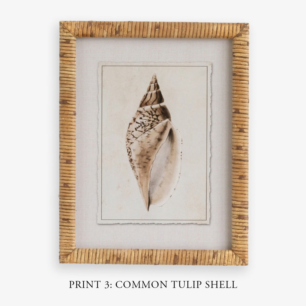 Shell Print in Woven Rattan Frame Dark Tulip Shell | Artwork
