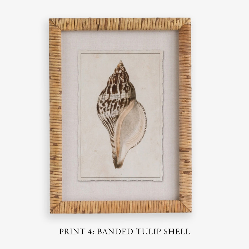 Shell Print in Woven Rattan Frame Dark Tulip Shell | Artwork