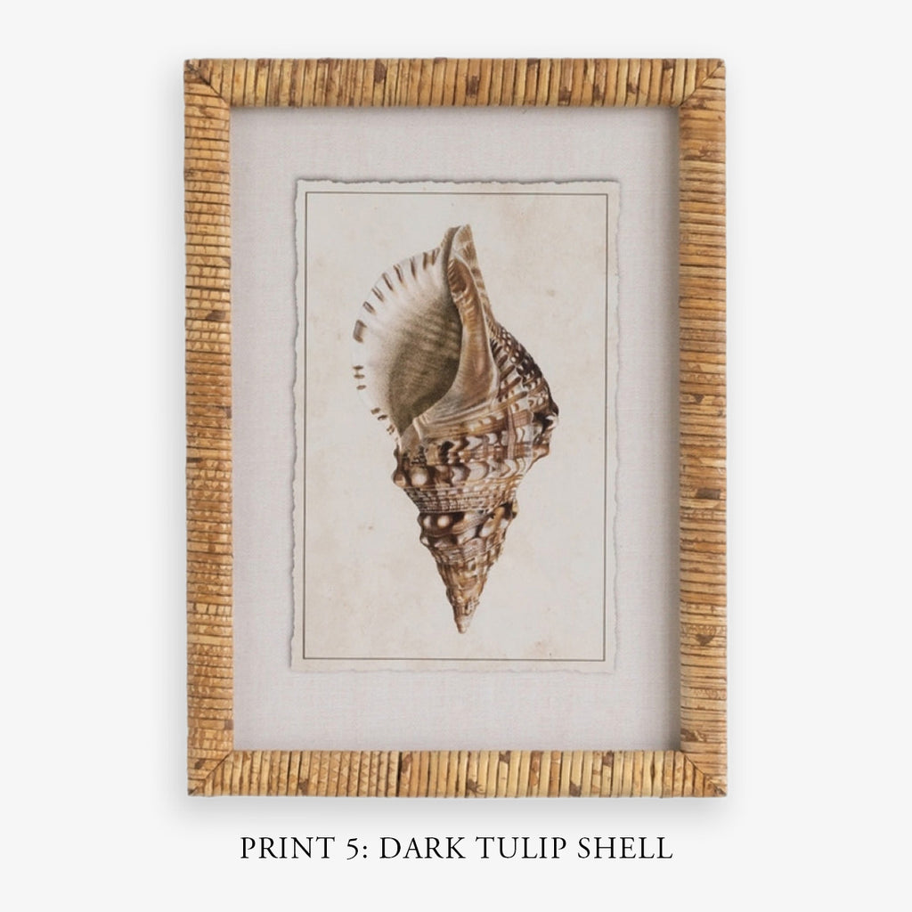 Shell Print in Woven Rattan Frame Banded Tulip Shell | Artwork