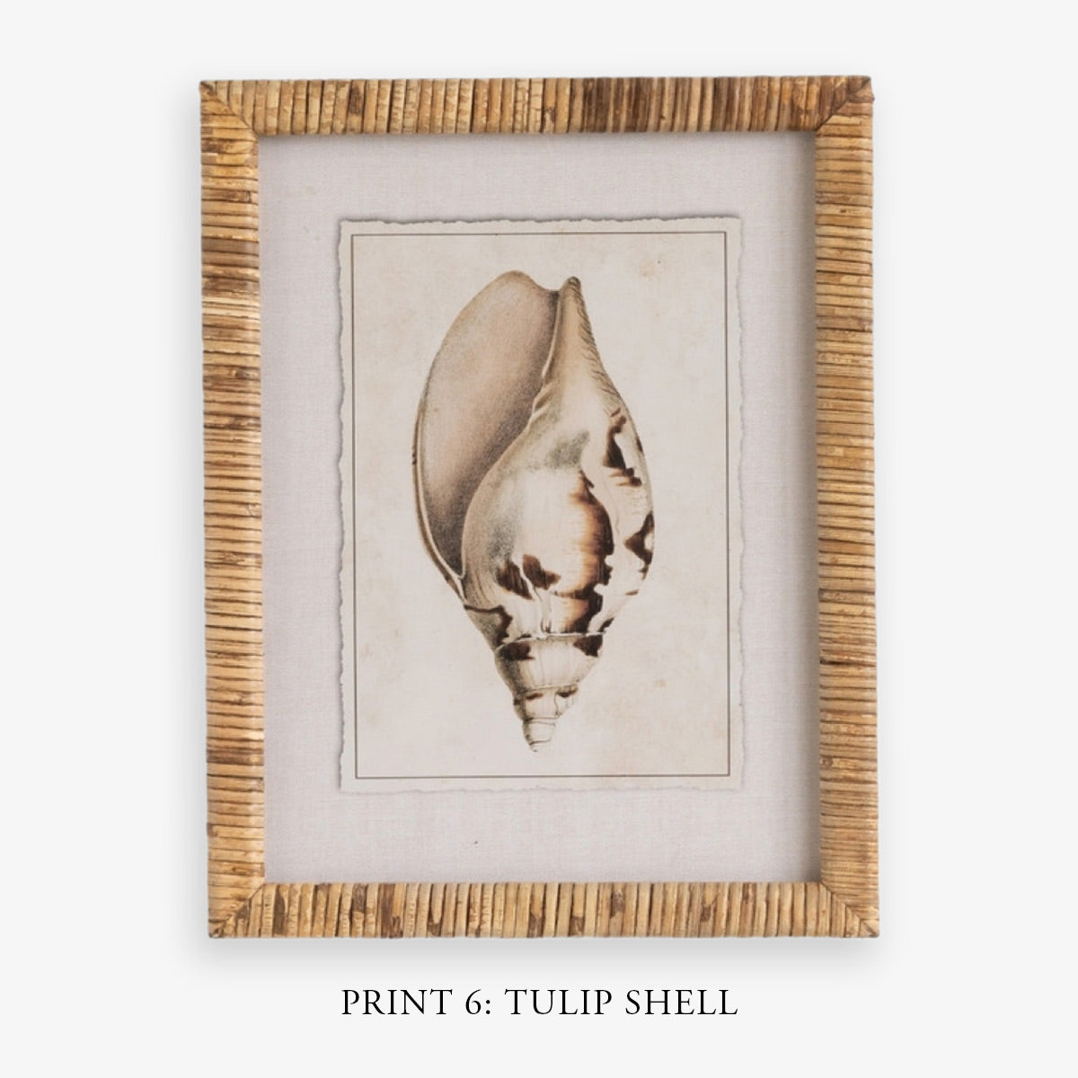 Shell Print in Woven Rattan Frame Dark Tulip Shell | Artwork