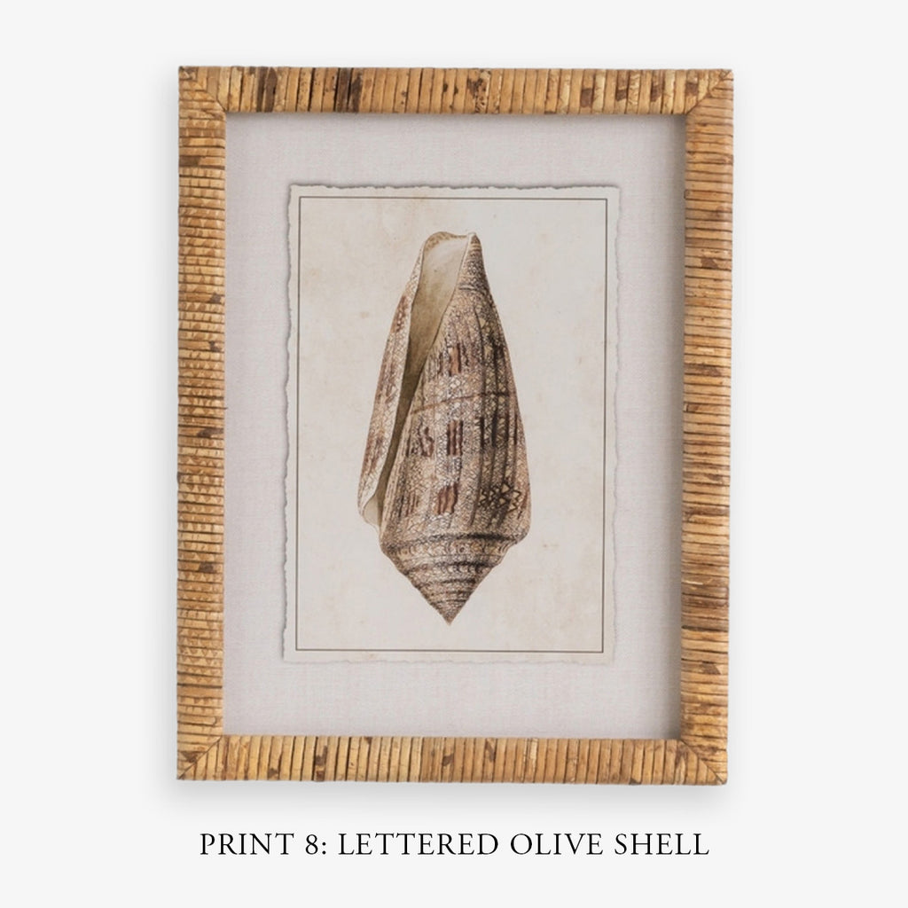 Shell Print in Woven Rattan Frame Dark Tulip Shell | Artwork