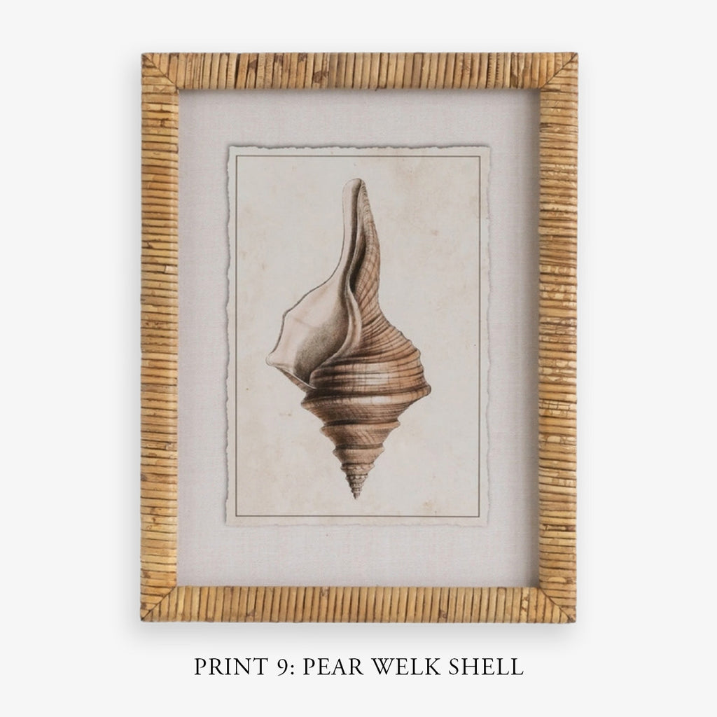 Shell Print in Woven Rattan Frame Dark Tulip Shell | Artwork