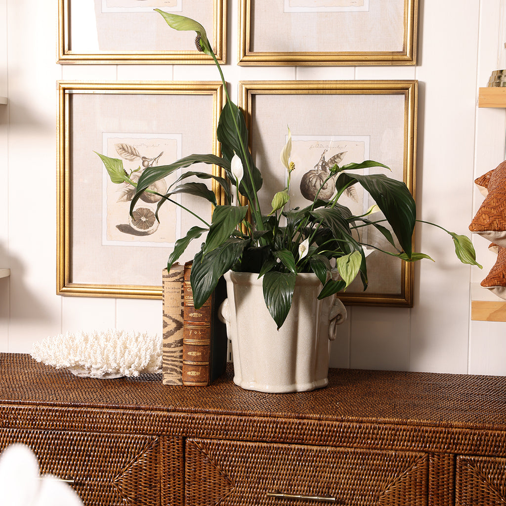 Decorative White Planter Styled on Ratan Buffet and Plant