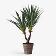 Artificial Agave Sisalana Plant 51cm  Front