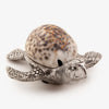 Cowrie Shell Turtle