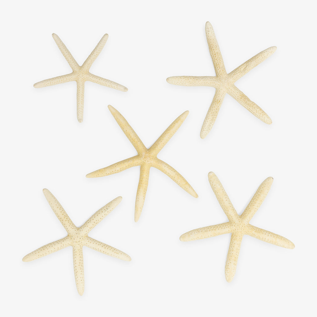 Finger Starfish Natural