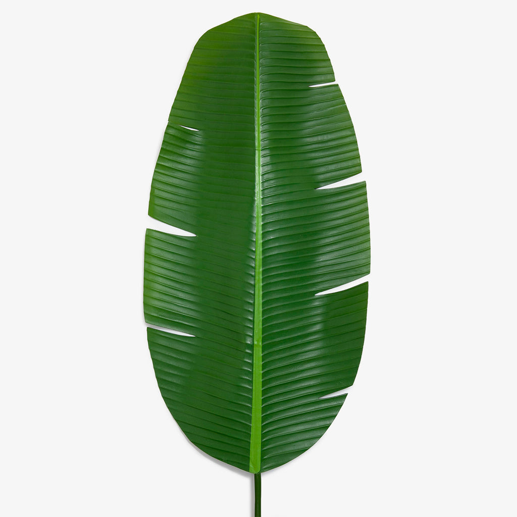 Banana Leaf Green Medium 127cm